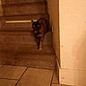 Inima participe au concours pour gagner de l'argent avec cette photo : animal, brown, carpet, cat, corner, curious, domestic, feline, flooring, home, indoor, pet, quiet, stairs, step, tail, tile_floor, tortoiseshell_cat, wall, yellow_light