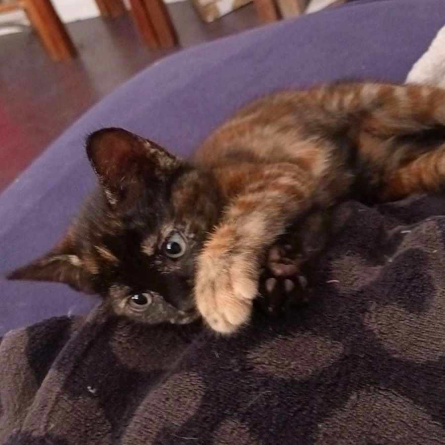 Inima a rejoint le concours — aidez-le/la à gagner de superbes lots ! kitten, cat, tortoiseshell, paw, blanket, furniture, chair, wood, indoor, pet, cozy, cute, animal, playing, resting, home, floor, reflection, fur, young