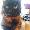 Inima a rejoint le concours — aidez-le/la à gagner de superbes lots ! cat, tortoiseshell_cat, pet, animal, close_up, green_eyes, collar, indoor, table, tape, cable, domestic_animal, feline, whiskers, ears, curious, sitting, looking_at_camera, household, fur