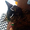 Inima a rejoint le concours — aidez-le/la à gagner de superbes lots ! animal, black, blanket, brown, cat, close_up, couch, domestic_animal, ears, eye, furniture, guitar, home, indoor, orange, pet, relaxing, tortoiseshell, whiskers, zigzag_pattern