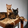 cat, kitten, tortoiseshell_cat, orange_cat, wooden_chair, woven_seat, pet, animal, indoor, relaxed, curious, feline, two_animals, resting, paw, domestic_cat, companions, home, shadow, light