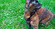 Inima a rejoint le concours — aidez-le/la à gagner de superbes lots ! alert, animal, cat, chain, collar, curious, cute, domestic_animal, ears, feline, fur, grass, greenery, mammal, nature, outdoor, pet, side_view, tortoiseshell_cat, whiskers