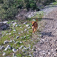 Sissi a rejoint le concours — aidez-le/la à gagner de superbes lots ! dog, brown_dog, outdoor, nature, path, rocks, greenery, bushes, sunlight, walking, canine, pet, grass, trail, daytime, animal, small_dog, happy, active, scenic