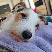 Lenny a rejoint le concours — aidez-le/la à gagner de superbes lots ! dog, close_up, resting, sleepy, blanket, indoor, fur, pet, cozy, soft_texture, brown_and_white, animal, relaxation, cute, snout, ears, home, comfort, portrait, laying_down