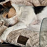 dog, sleeping, pet_bed, fluffy, cozy, white_fur, brown_fur, black_fur, paw, relaxed, indoor, resting, animal, canine, cute, snout, ears, fur_texture, comfort, peaceful