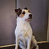 dog, pet, white_fur, brown_fur, sitting, indoor, tile_floor, portrait, attentive, animal, canine, medium_size, fur_texture, looking_away, background, gray_background, cute, companion, domestic_animal, quiet