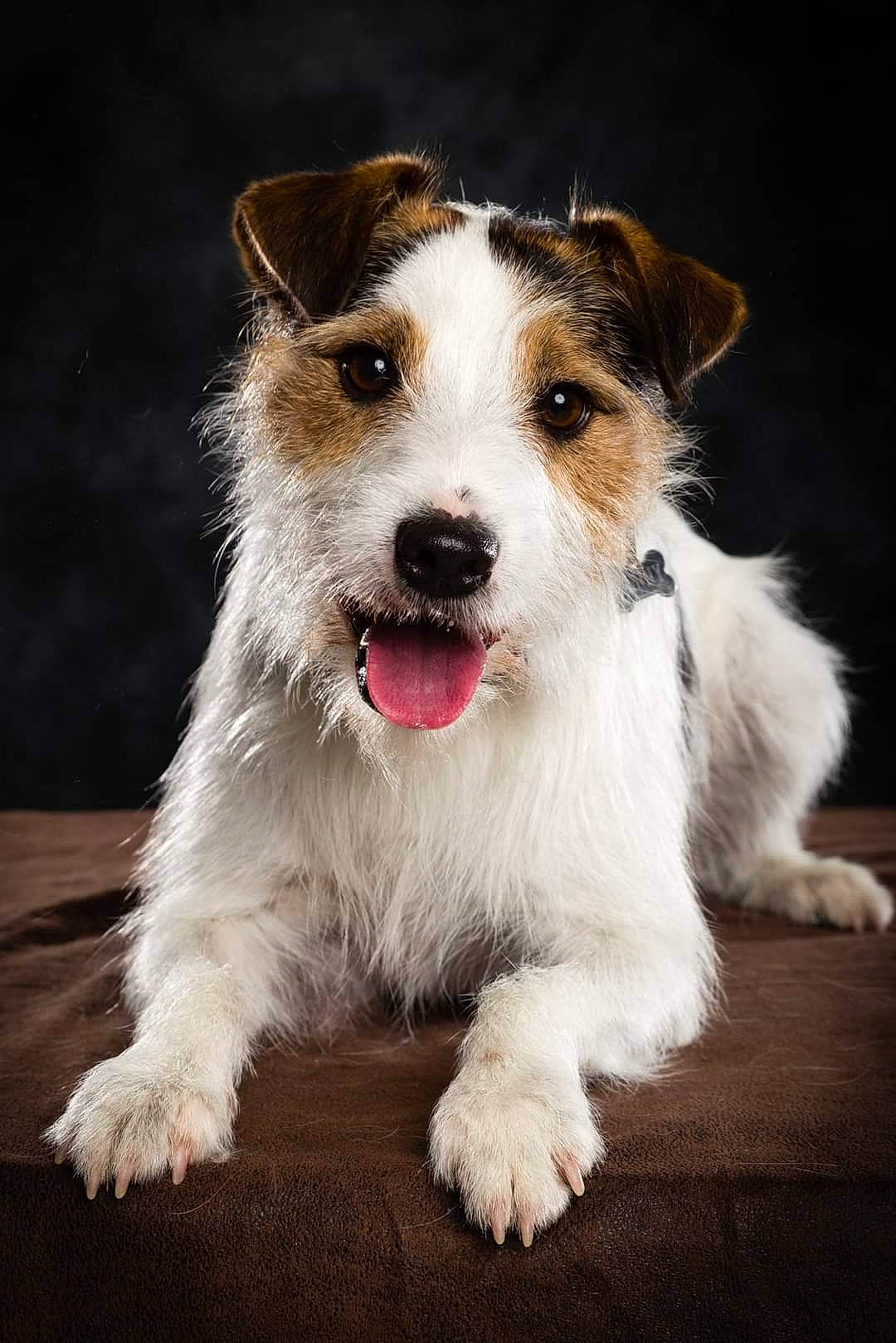 Lenny a rejoint le concours — aidez-le/la à gagner de superbes lots ! art, carnivore, companion_dog, dog, dog_breed, fur, plant, snout, terrestrial_animal, whiskers