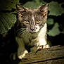 Sushi a rejoint le concours — aidez-le/la à gagner de superbes lots ! animal, cat, closeup, curious, eyes, feline, focus, green, leaf, mammal, nature, outdoor, paw, pet, portrait, shadow, texture, whiskers, wildlife, wood