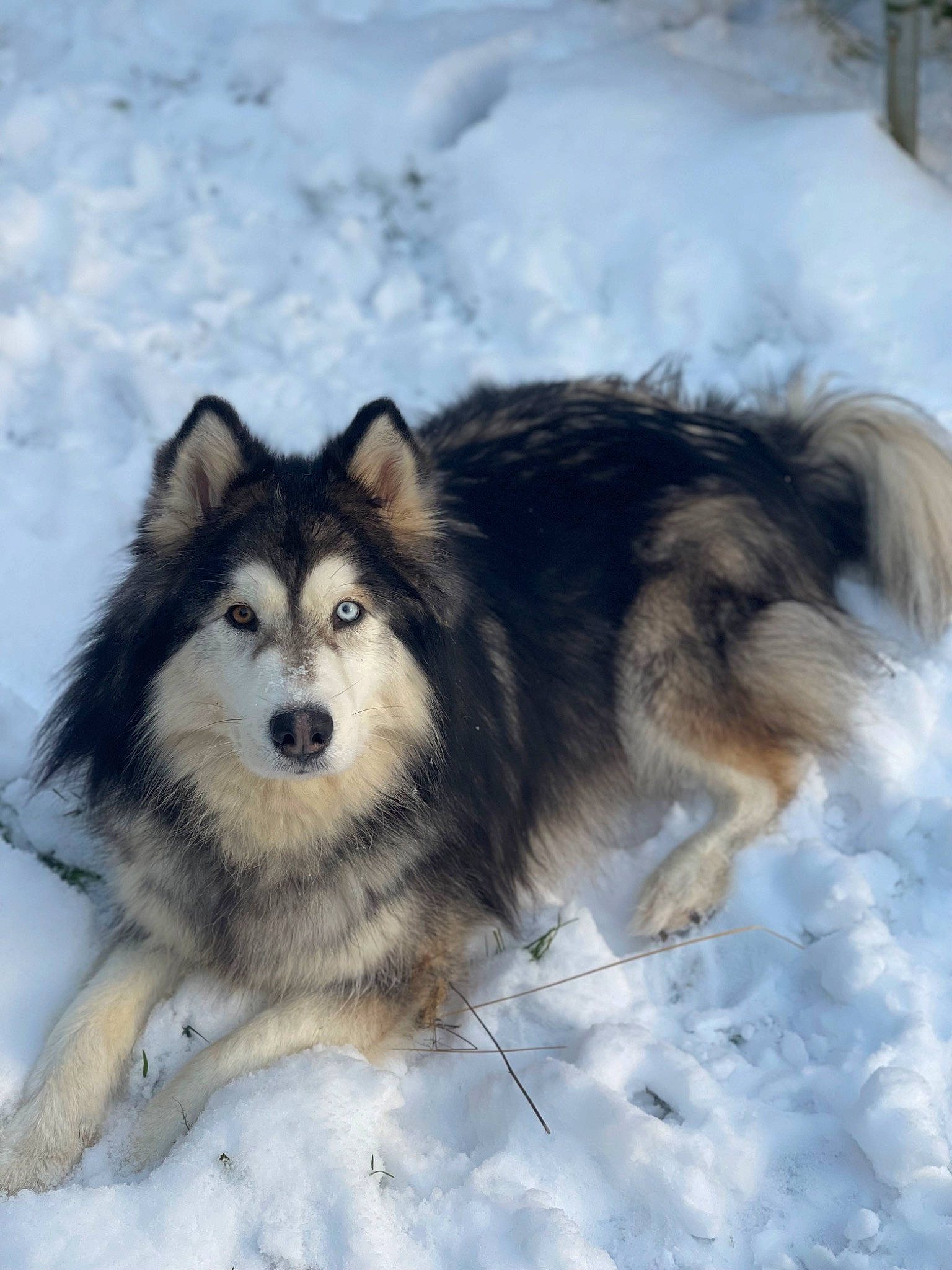 Pandora participe au concours pour gagner de l'argent avec cette photo : ancient_dog_breeds, canidae, carnivore, companion_dog, dog, dog_breed, eye, freezing, fur, head, iris, plant, snout, snow, terrestrial_animal, tree, whiskers, wildlife, winter, working_dog