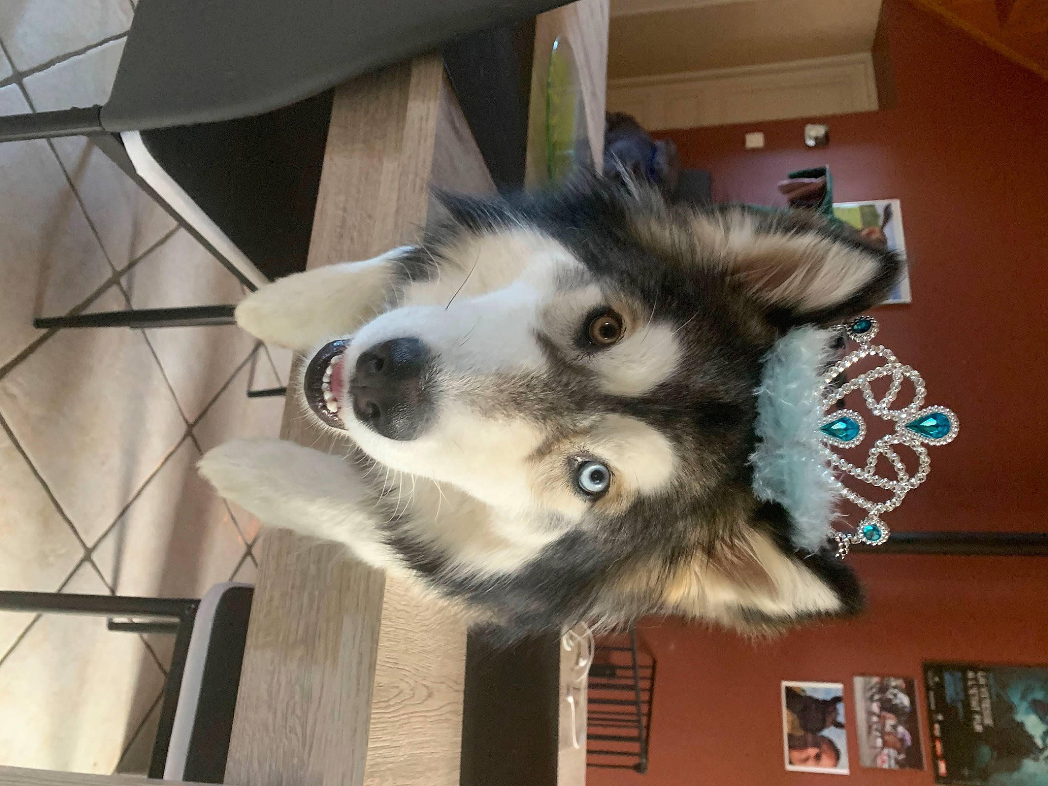 Pandora participe au concours pour gagner de l'argent avec cette photo : canidae, canis, carnivore, collar, companion_dog, dog, dog_breed, felidae, flooring, fur, non_sporting_group, pet_supply, siberian_husky, sled_dog, small_to_medium_sized_cats, snout, sporting_group, whiskers, working_animal, working_dog