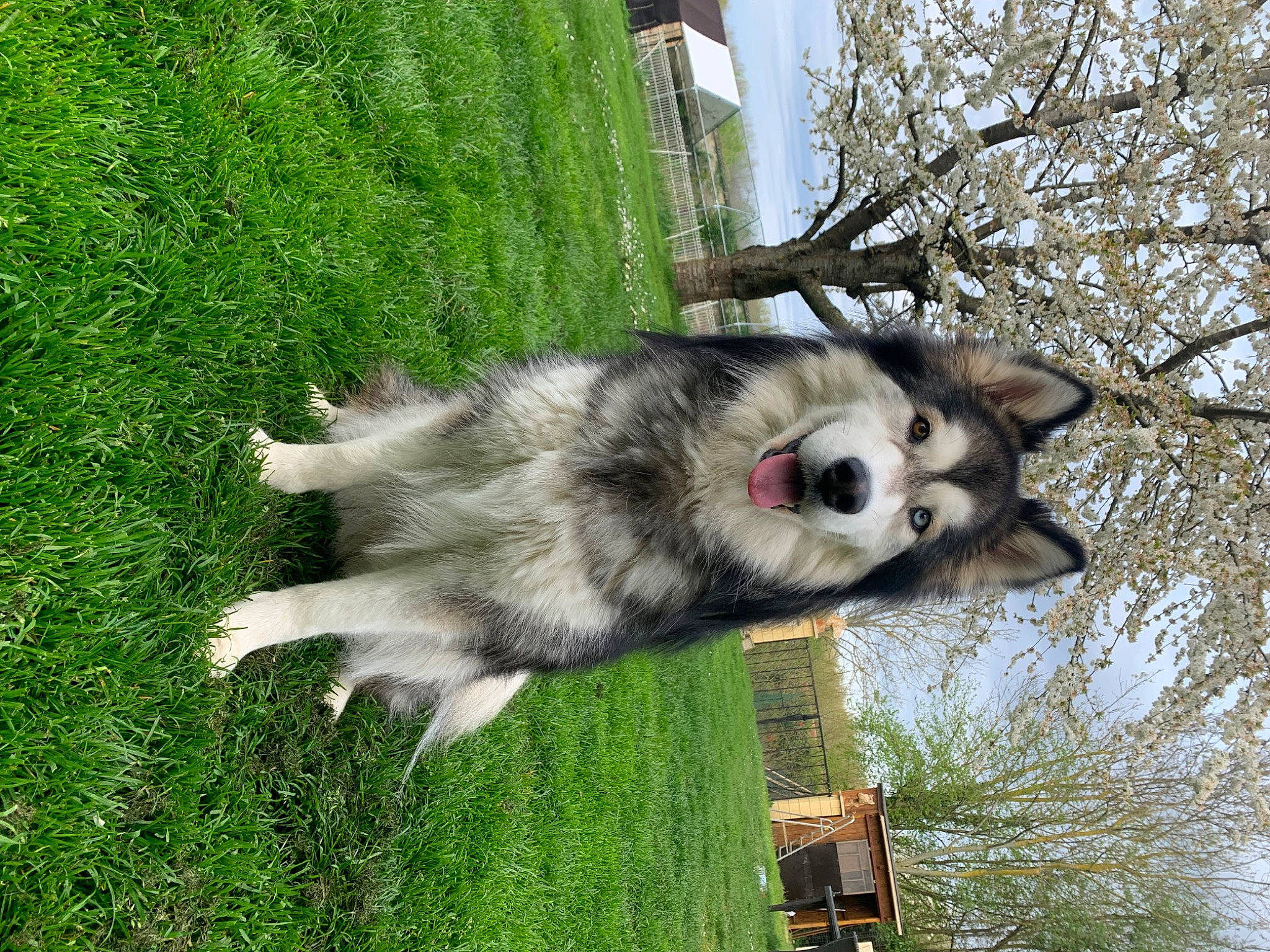 Pandora a rejoint le concours — aidez-le/la à gagner de superbes lots ! ancient_dog_breeds, canidae, canis, carnivore, companion_dog, dog, dog_breed, fur, grass, green, plant, sled_dog, snout, sporting_group, tail, tree, twig, wolf, working_animal, working_dog