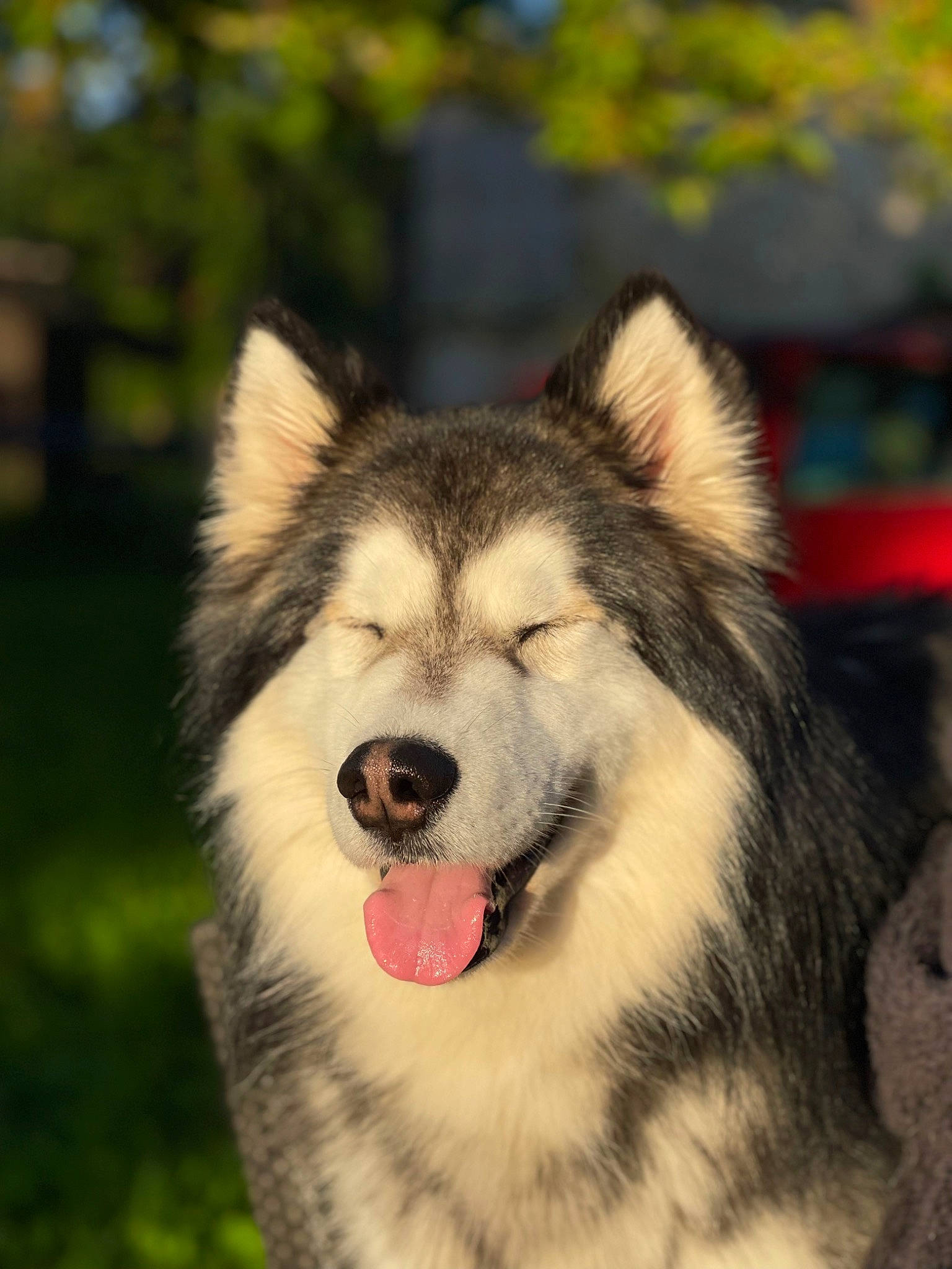 Pandora a rejoint le concours — aidez-le/la à gagner de superbes lots ! canidae, canis, carnivore, dog, dog_breed, eye, fur, grass, iris, jaw, plant, sled_dog, snout, sporting_group, terrestrial_animal, tree, whiskers, wildlife, wolf, working_animal