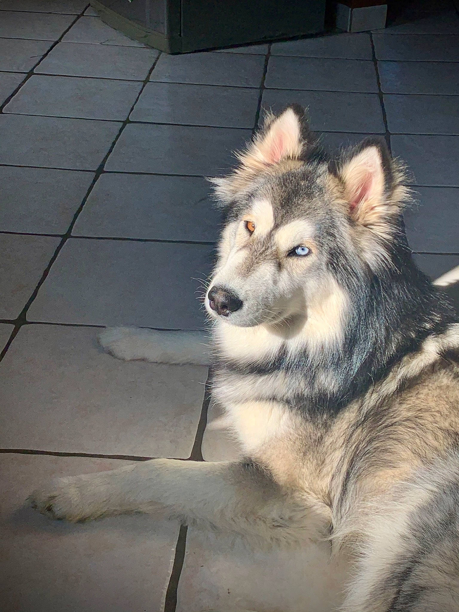 Pandora participe au concours pour gagner de l'argent avec cette photo : big_cats, canidae, canis, carnivore, dog_breed, fang, felidae, flooring, fur, lion, road_surface, shadow, terrestrial_animal, whiskers, wildlife, wolf, zoo