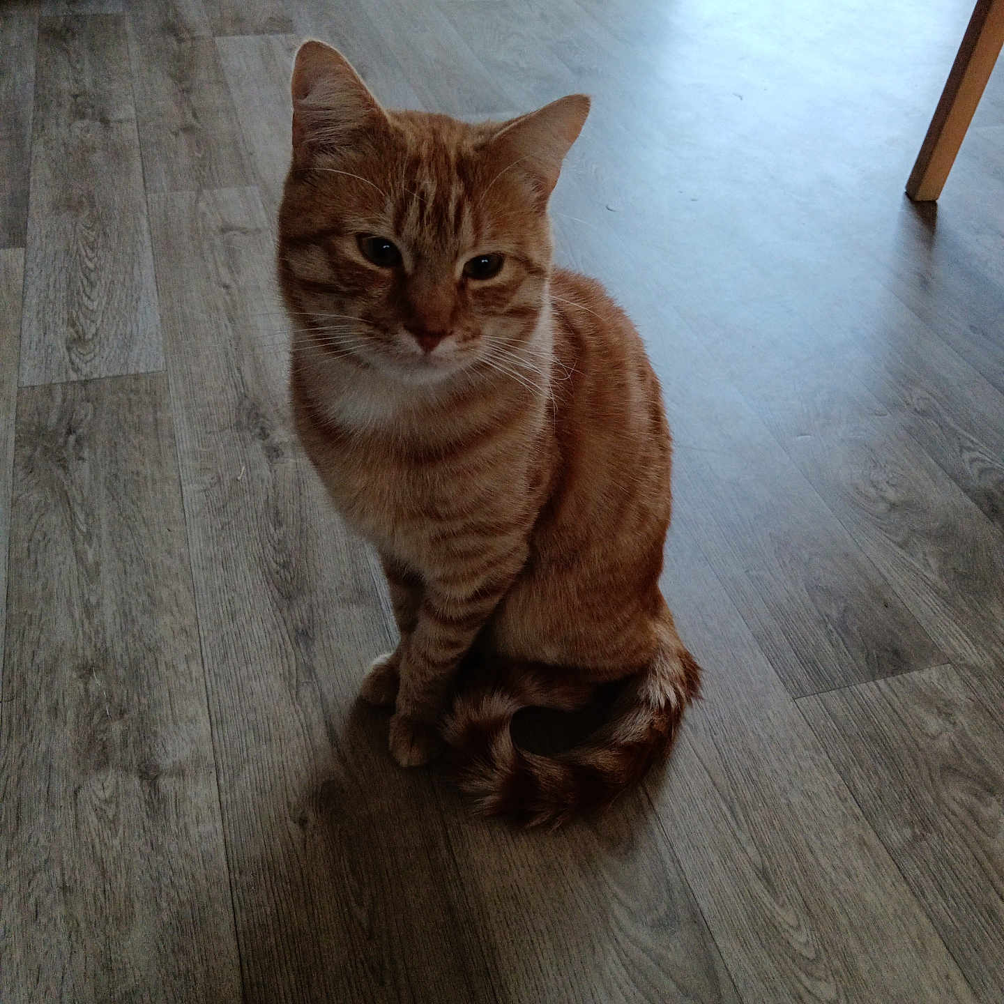 Caramel a rejoint le concours — aidez-le/la à gagner de superbes lots ! abyssinian, animal, cat, hardwood, indoors, interiordesign, kitten, manx, person, pet, plywood, stainedwood, wood