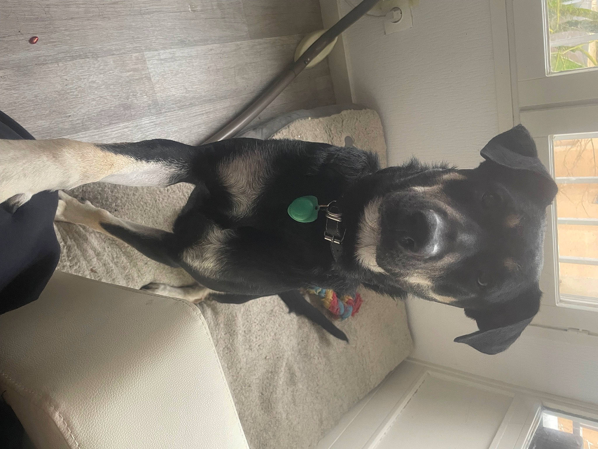 Milo a rejoint le concours — aidez-le/la à gagner de superbes lots ! auto_part, canidae, carnivore, comfort, companion_dog, dog, dog_breed, eyewear, fur, grey, guard_dog, human_leg, linens, personal_protective_equipment, snout, sporting_group, tail, vehicle_door, whiskers, window