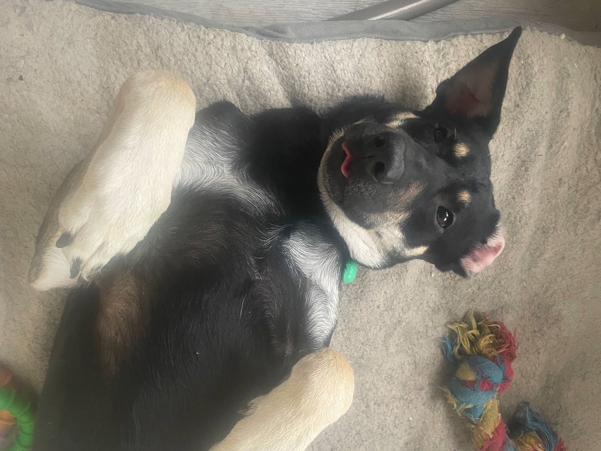 Milo a rejoint le concours — aidez-le/la à gagner de superbes lots ! boston_terrier, carmine, carnivore, comfort, companion_dog, dog, dog_breed, dog_supply, ear, fawn, foot, fur, grey, paw, snout, sporting_group, tail, terrestrial_animal, whiskers, working_animal