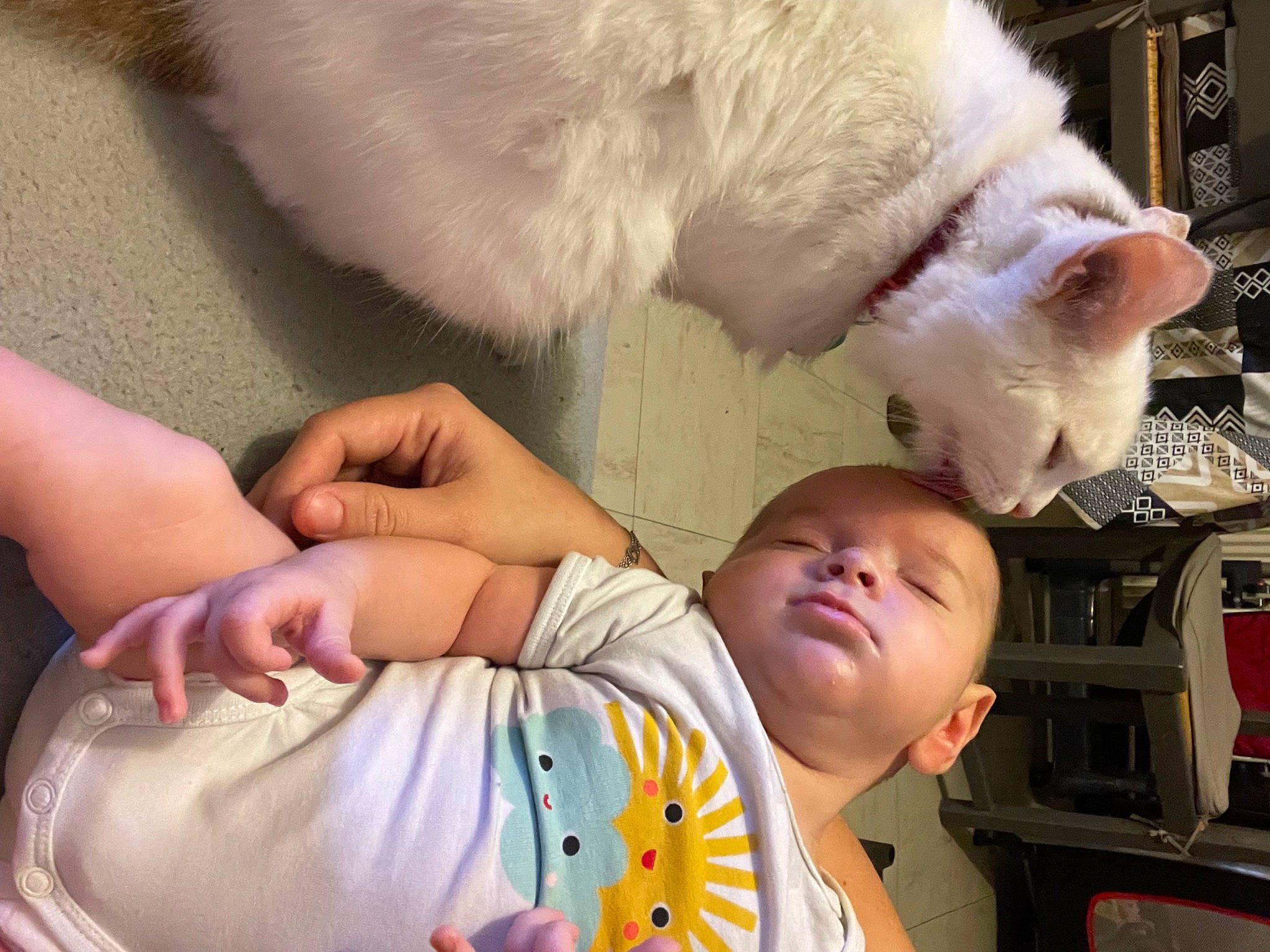 Câline a rejoint le concours — aidez-le/la à gagner de superbes lots ! baby, baby_toddler_clothing, carnivore, cat, child, comfort, ear, eye, fawn, felidae, gesture, head, nail, nose, skin, small_to_medium_sized_cats, textile, toddler, whiskers, white