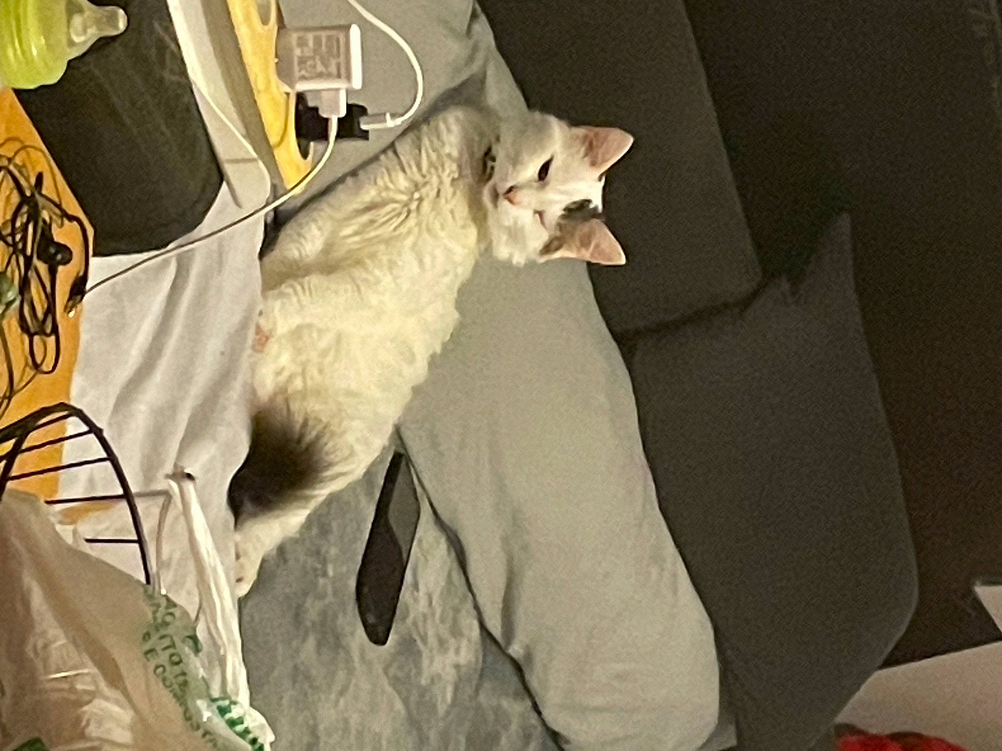 Câline participe au concours pour gagner de l'argent avec cette photo : bag, canidae, carnivore, cat, comfort, companion_dog, dog_breed, domestic_short_haired_cat, eyewear, fang, fawn, felidae, fur, linens, paw, small_to_medium_sized_cats, sporting_group, tail, whiskers