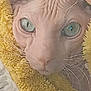 animal, blue_eyes, close_up, cozy, cute, face, feline, hairless_cat, indoor, looking_at_camera, pet, portrait, resting, soft, sphynx_cat, texture, warm, whiskers, wrinkled_skin, yellow_towel