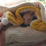 Kheops participe au concours pour gagner de l'argent avec cette photo : cat, blanket, cozy, indoor, wrapped, yellow, cream, pet, furry, cute, animal, resting, snug, soft, small, fur, cute_pet, domestic_animal, relaxed, home