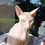 Kheops participe au concours pour gagner de l'argent avec cette photo : blanket, cat, close_up, garden, green_eyes, hairless_cat, indoor, palm_trees, patterned_textile, pet, plant, portrait, relaxing, sofa, sphynx_cat, sunlight, towel, whiskers, window_reflection, wrinkled_skin