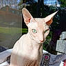 blanket, cat, close_up, garden, green_eyes, hairless_cat, indoor, palm_trees, patterned_textile, pet, plant, portrait, relaxing, sofa, sphynx_cat, sunlight, towel, whiskers, window_reflection, wrinkled_skin
