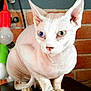 Vladimir a rejoint le concours — aidez-le/la à gagner de superbes lots ! sphynx_cat, cat, hairless_cat, heterochromia, blue_eye, yellow_eye, pet, animal, indoor, brick_wall, light_bulb, curious, close_up, feline, ears, whiskers, skin, paw, unique, portrait