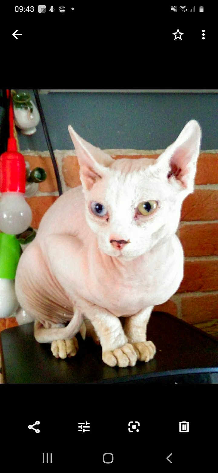 Vladimir a rejoint le concours — aidez-le/la à gagner de superbes lots ! sphynx_cat, cat, hairless_cat, heterochromia, blue_eye, yellow_eye, pet, animal, indoor, brick_wall, light_bulb, curious, close_up, feline, ears, whiskers, skin, paw, unique, portrait