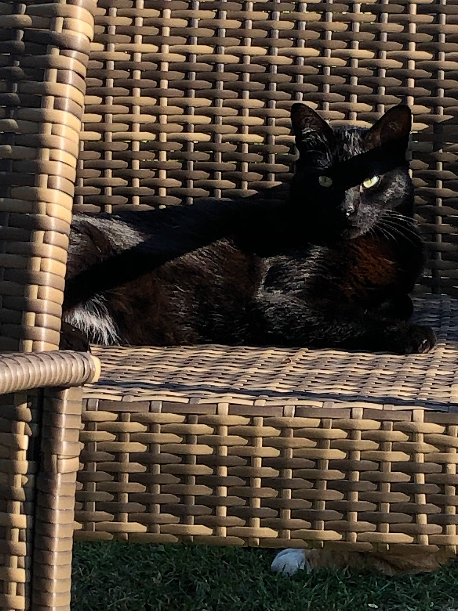 Reglisse participe au concours pour gagner de l'argent avec cette photo : animal_shelter, black_cat, bombay, cage, cat, domestic_short_haired_cat, felidae, fence, fur, mesh, metal, pet_supply, small_to_medium_sized_cats, snout, tail, terrestrial_animal, whiskers, wildlife, wire_fencing, wood