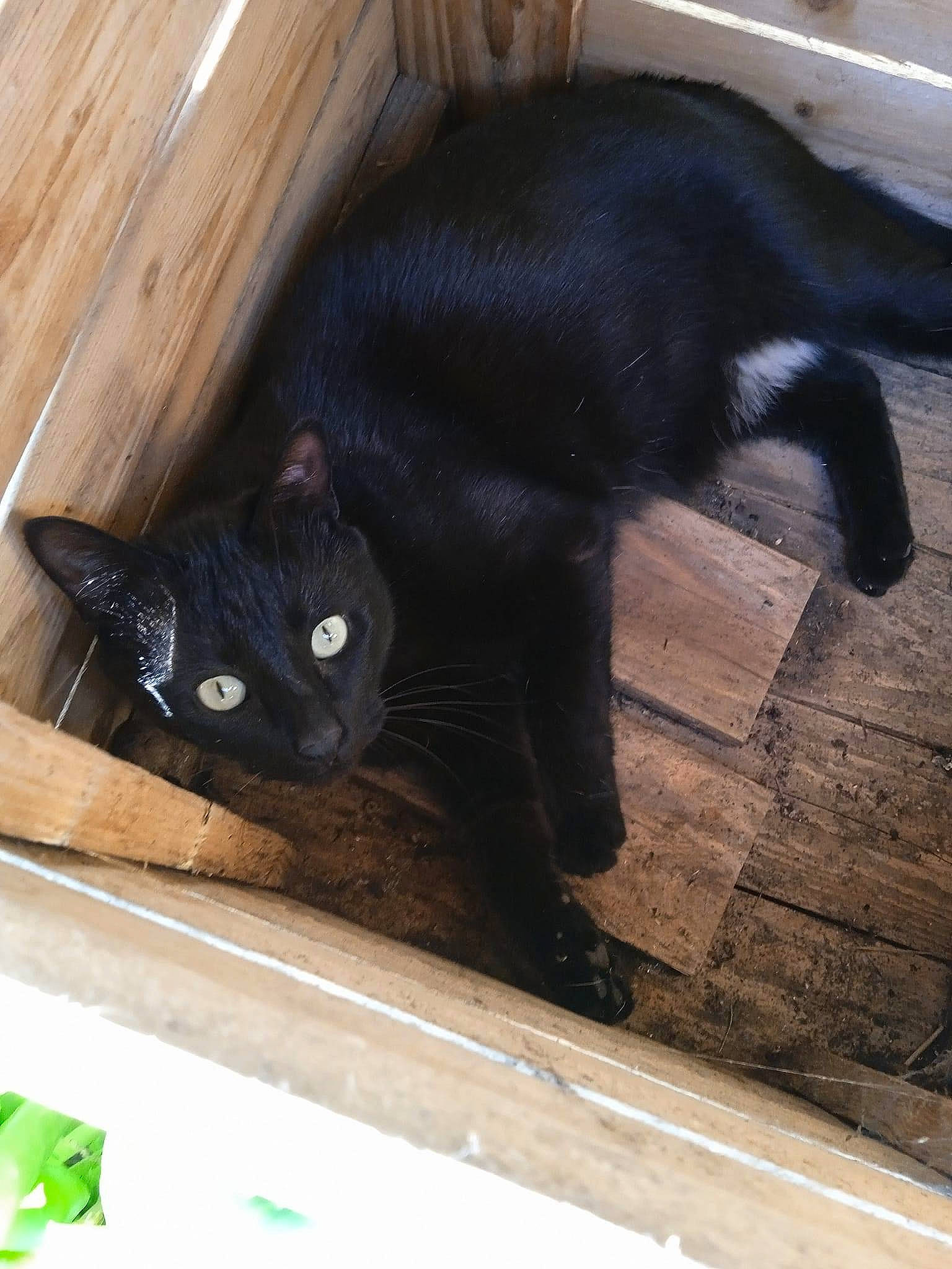 Reglisse participe au concours pour gagner de l'argent avec cette photo : black_cat, bombay, carnivore, cat, claw, domestic_short_haired_cat, felidae, flooring, fur, hardwood, mammal, pet_supply, small_to_medium_sized_cats, snout, tail, terrestrial_animal, vertebrate, whiskers, wood, wood_stain