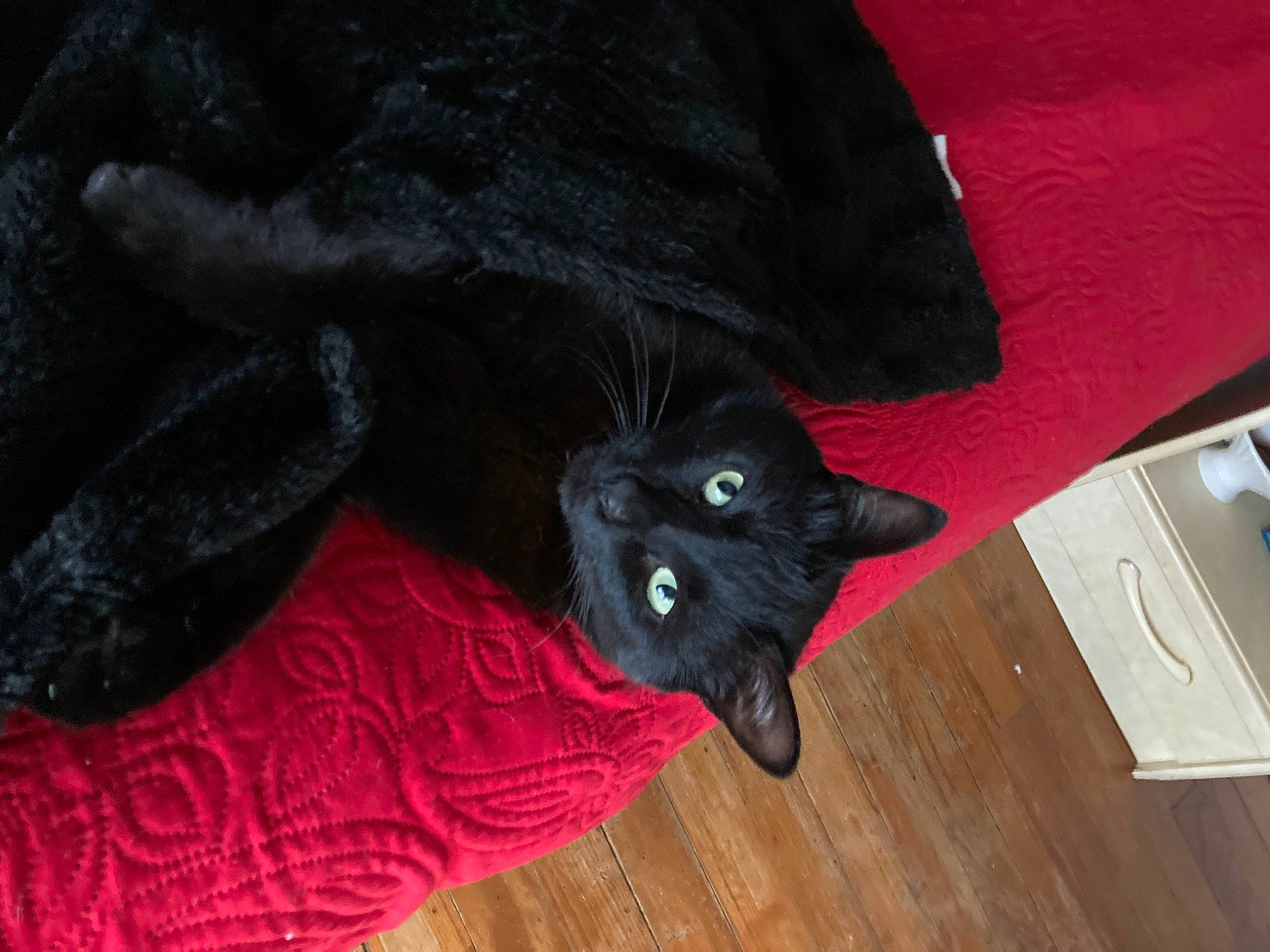 Reglisse a rejoint le concours — aidez-le/la à gagner de superbes lots ! black_cat, carmine, carnivore, cat, claw, comfort, domestic_short_haired_cat, felidae, fur, grey, hardwood, light_switch, sleeve, small_to_medium_sized_cats, snout, tail, wall_plate, whiskers, wood, wood_stain