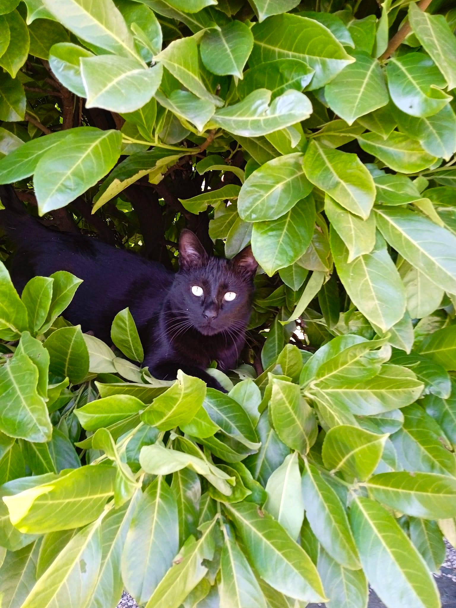 Reglisse participe au concours pour gagner de l'argent avec cette photo : bombay, branch, carnivore, cat, domestic_short_haired_cat, electric_blue, felidae, flowering_plant, groundcover, leaf, plant, small_to_medium_sized_cats, terrestrial_animal, terrestrial_plant, tree, twig, whiskers