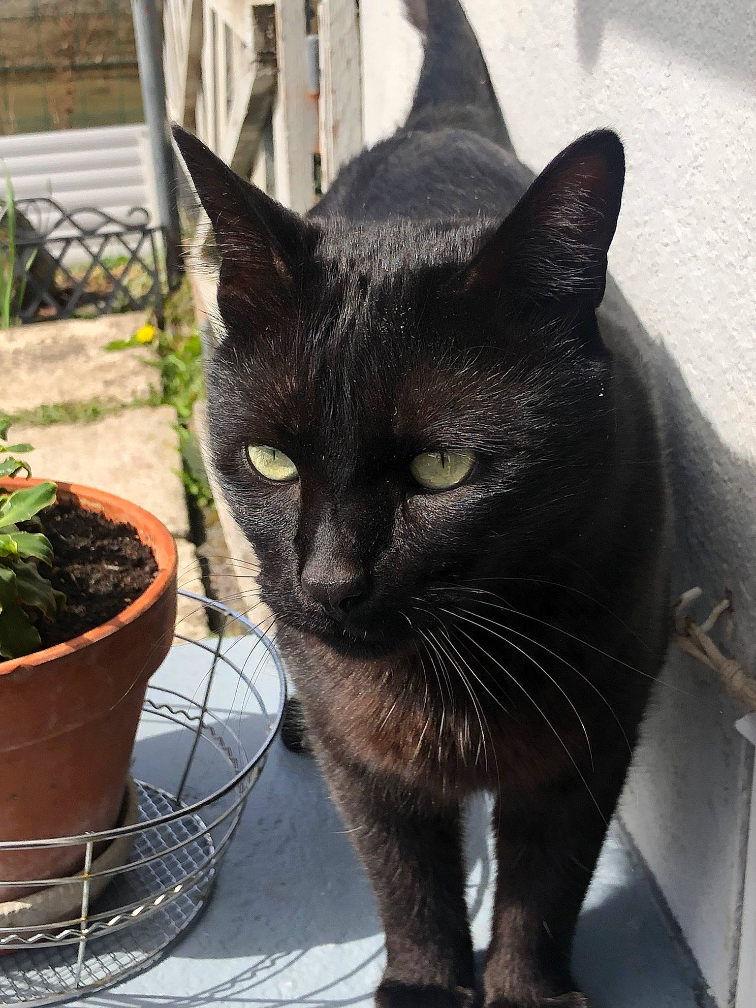 Reglisse participe au concours pour gagner de l'argent avec cette photo : annual_plant, black_cat, bombay, carnivore, cat, domestic_short_haired_cat, felidae, flowerpot, fur, grass, havana_brown, herb, houseplant, plant, small_to_medium_sized_cats, snout, tail, terrestrial_animal, whiskers, window