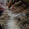 cat, tabby, close_up, fluffy, fur, whiskers, animal, pet, cute, indoor, cozy, curious, face, eyes, soft, mammal, feline, domestic, portrait, relaxed