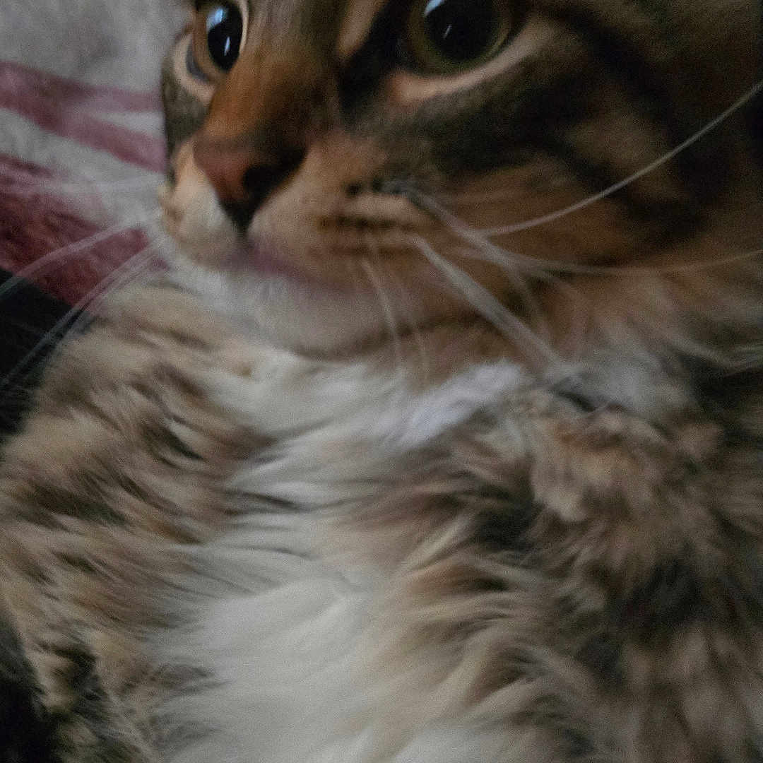 Cookie