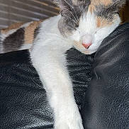 Boosie joined the competition — help win amazing prizes! animal, calico_cat, cat, close_up, cozy, domestic_cat, feline, fur, home, indoor, leather_couch, nap, paw, pet, pink_nose, relaxed, resting, sleeping, whiskers, window_blinds
