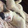 Boosie is registered to the contest to win money with this photo: animal, bed, calm, cat, close_up, cozy, cute, domestic_animal, feline, fur, indoor, mammal, paw, paw_pads, pet, pink_nose, relaxation, resting, sleeping, whiskers