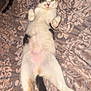 Boosie is registered to the contest to win money with this photo: animal, bed, blanket, cat, comfort, cute, domestic_animal, feline, fur, indoor, lying_down, patterned, paws, pet, pink_nose, relaxed, resting, sleepy, tail, whiskers
