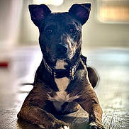 Rex is registered to the contest to win money with this photo: dog, indoor, floor, collar, wooden_floor, pet, animal, calm, lying_down, brown_coat, white_chest, ears_up, alert, portrait, natural_light, window, domestic, closeup, canine, house