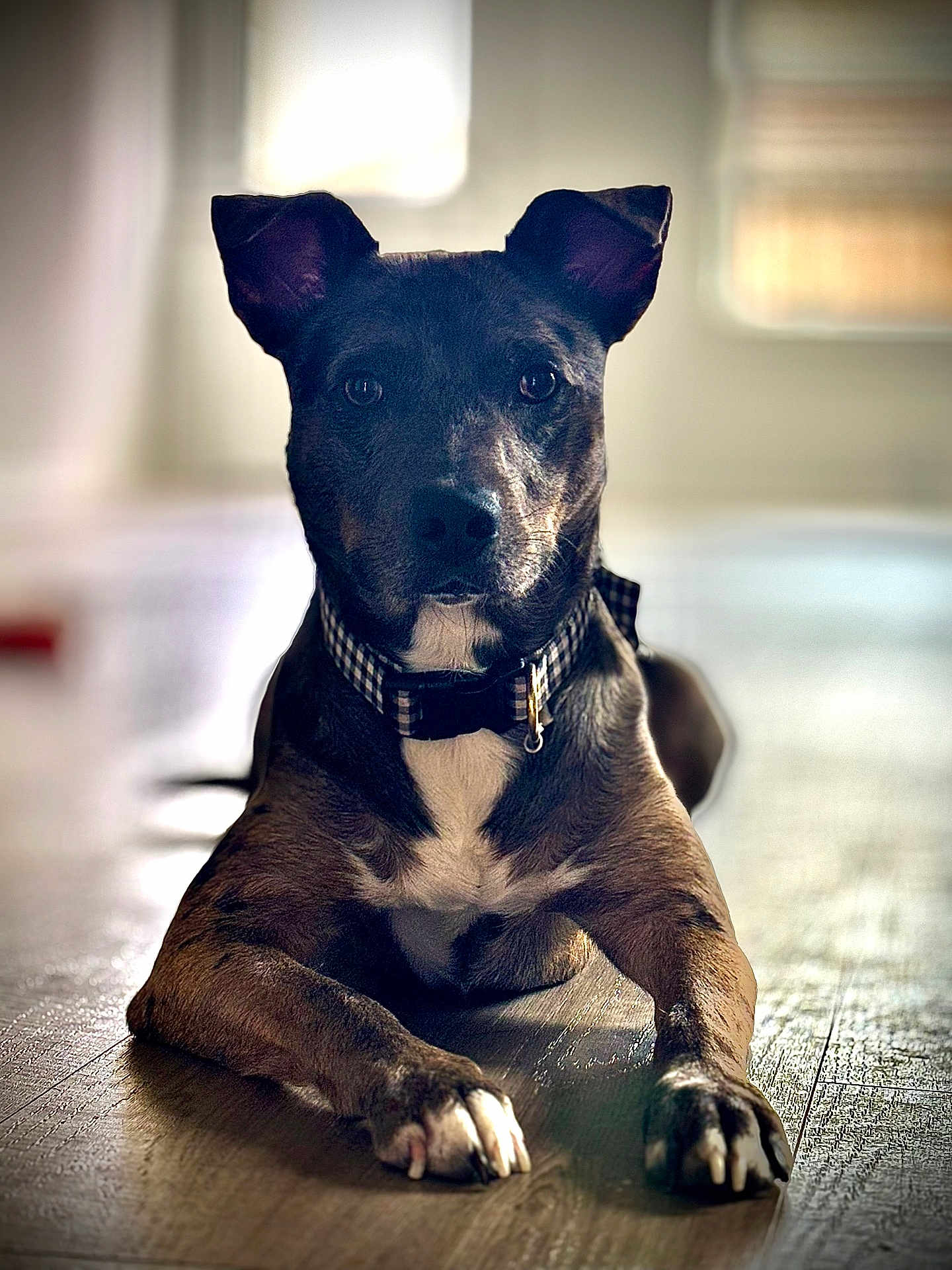 Rex