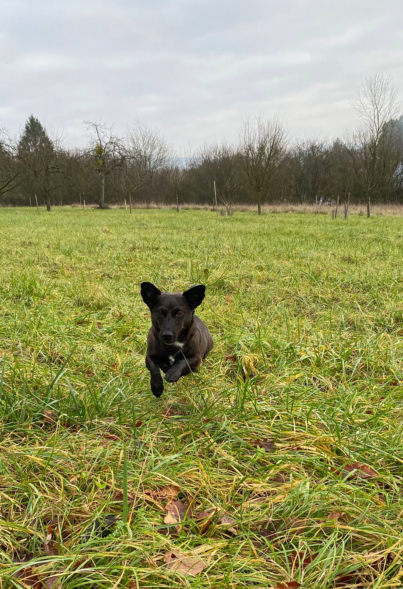Voyou a rejoint le concours — aidez-le/la à gagner de superbes lots ! canidae, carnivore, dog, dog_breed, farm, field, grass, grassland, meadow, pasture, plant, sporting_group