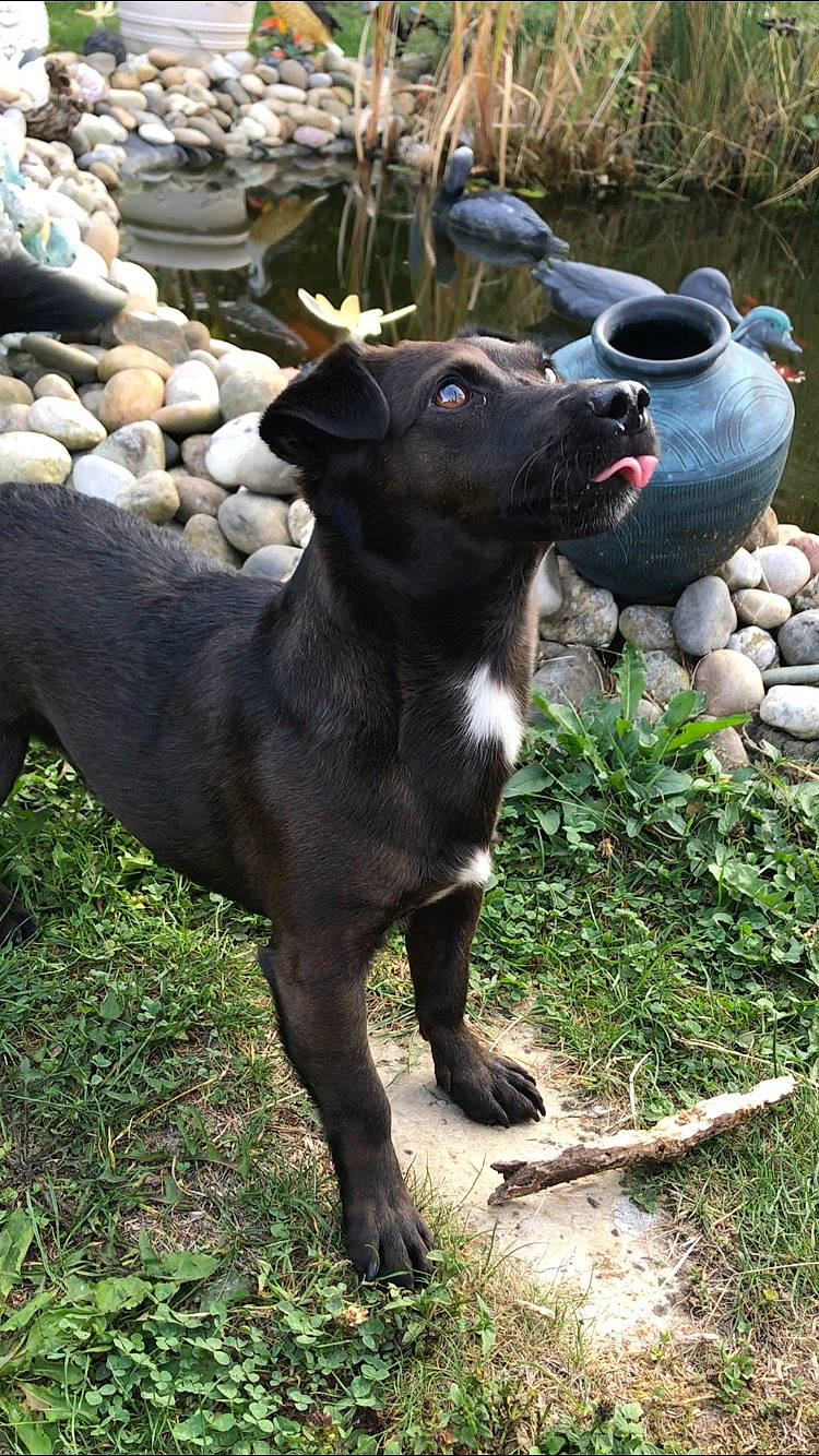 Voyou participe au concours pour gagner de l'argent avec cette photo : canidae, carnivore, dog, dog_breed, mammal, mexican_hairless_dog, non_sporting_group, patterdale_terrier, rare_breed_dog, sporting_group, vertebrate