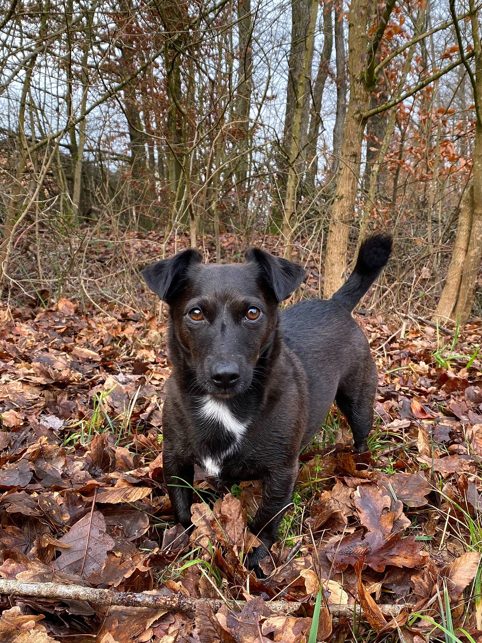 Voyou participe au concours pour gagner de l'argent avec cette photo : canidae, carnivore, dog, dog_breed, feist, forest, hunting_dog, leaf, mammal, mountain_cur, patterdale_terrier, plant, rare_breed_dog, sporting_group, terrier, tree, woodland