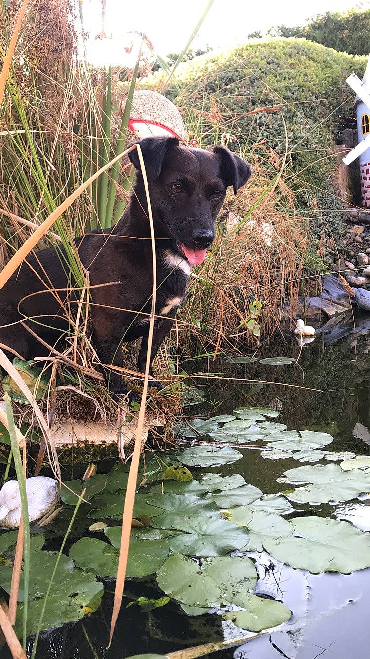 Voyou a rejoint le concours — aidez-le/la à gagner de superbes lots ! adventure, canidae, carnivore, dog, dog_breed, hunting_dog, labrador_retriever, mountain_cur, patterdale_terrier, plant, retriever, sporting_group