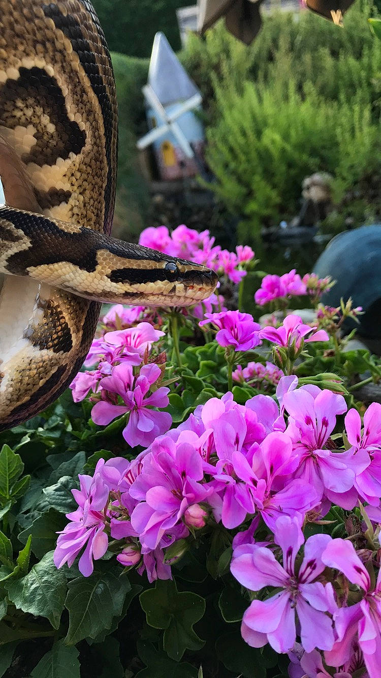 Marley participe au concours pour gagner de l'argent avec cette photo : annual_plant, butterfly, dianthus, flower, flowering_plant, geraniaceae, geranium, impatiens, melastome_family, petal, pink, pink_family, plant, pollinator, spring, viola, violet_family, wildflower