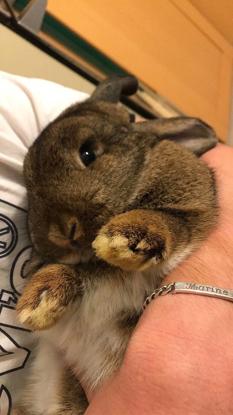 Danette participe au concours pour gagner de l'argent avec cette photo : degu, domestic_rabbit, fawn, hare, mammal, rabbit, rabbits_and_hares, snout, whiskers