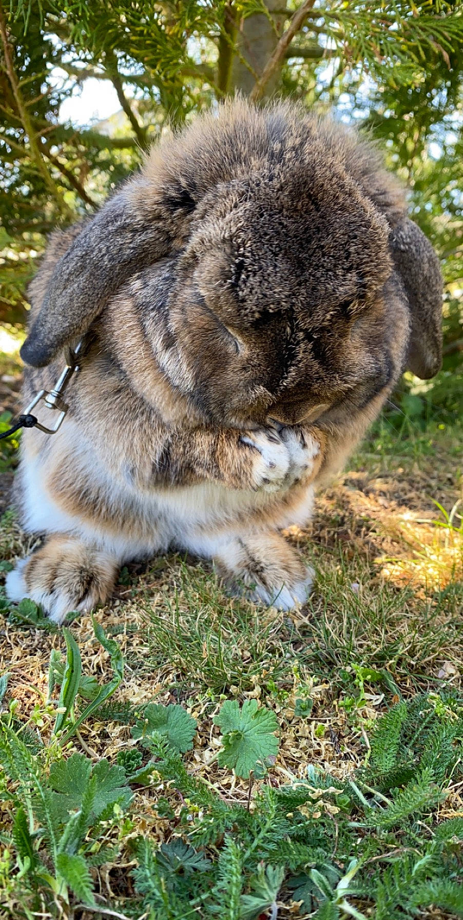 Danette a rejoint le concours — aidez-le/la à gagner de superbes lots ! domestic_rabbit, fur, grass, marsupial, plant, rabbit, rabbits_and_hares, snout, terrestrial_animal, wildlife