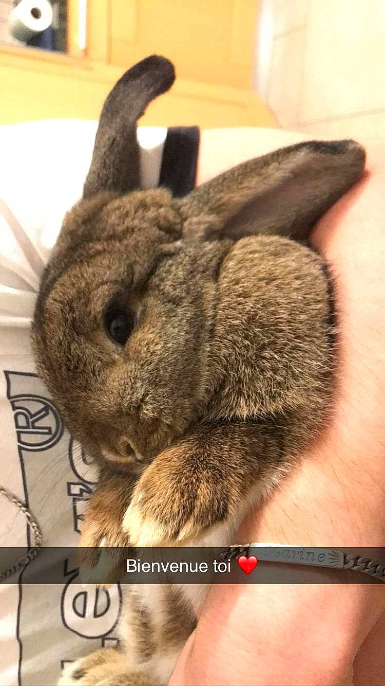 Danette a rejoint le concours — aidez-le/la à gagner de superbes lots ! degu, domestic_rabbit, ear, fawn, fur, hare, mammal, rabbit, rabbits_and_hares, snout, wildlife, wood_rabbit