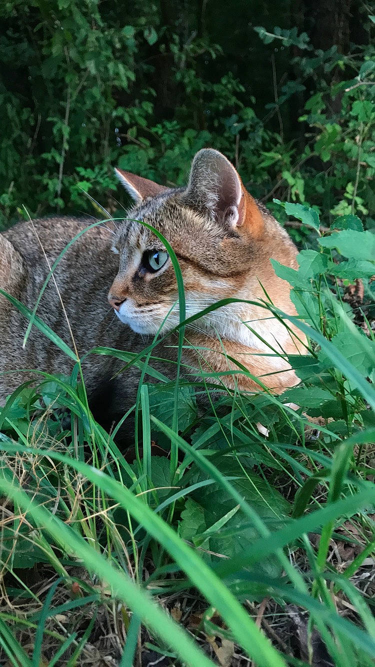 Loulou participe au concours pour gagner de l'argent avec cette photo : adaptation, carnivore, fawn, felidae, grass, grass_family, plant, plant_community, snout, terrestrial_animal, whiskers, wildlife