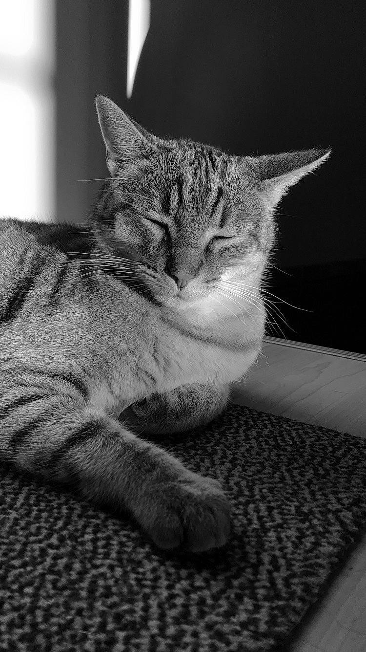 Loulou participe au concours pour gagner de l'argent avec cette photo : asian, black_and_white, carnivore, cat, domestic_short_haired_cat, dragon_li, european_shorthair, felidae, fur, kitten, monochrome, monochrome_photography, nap, photography, sleep, small_to_medium_sized_cats, snout, style, tabby_cat, whiskers